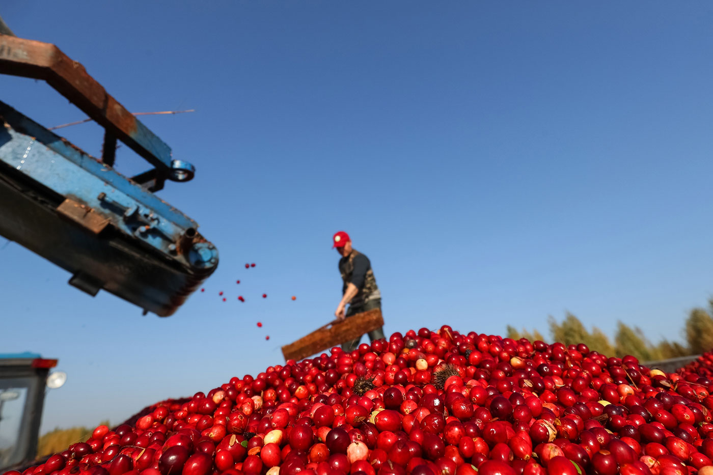 Cranberry Harvesting